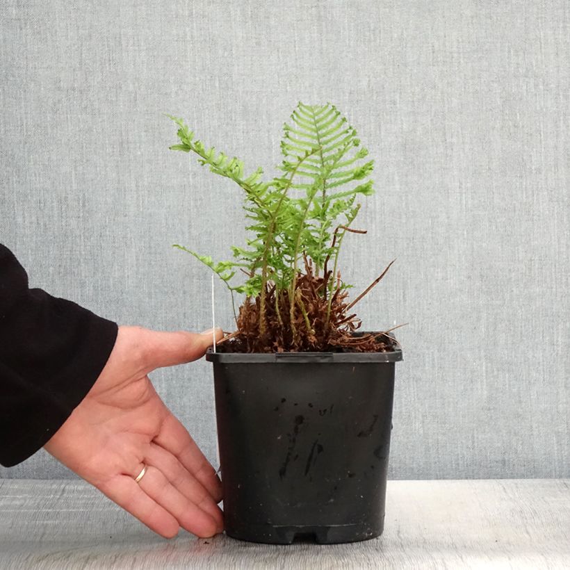 Dryopteris affinis Cristata - Scaly Male Fern 2L/3L pot sample as delivered in spring