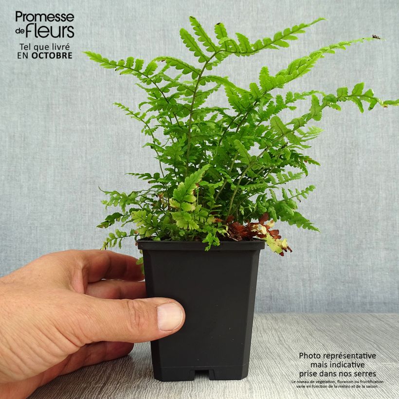 Dryopteris affinis - Scaly Male Fern 8/9 cm pot sample as delivered in autumn