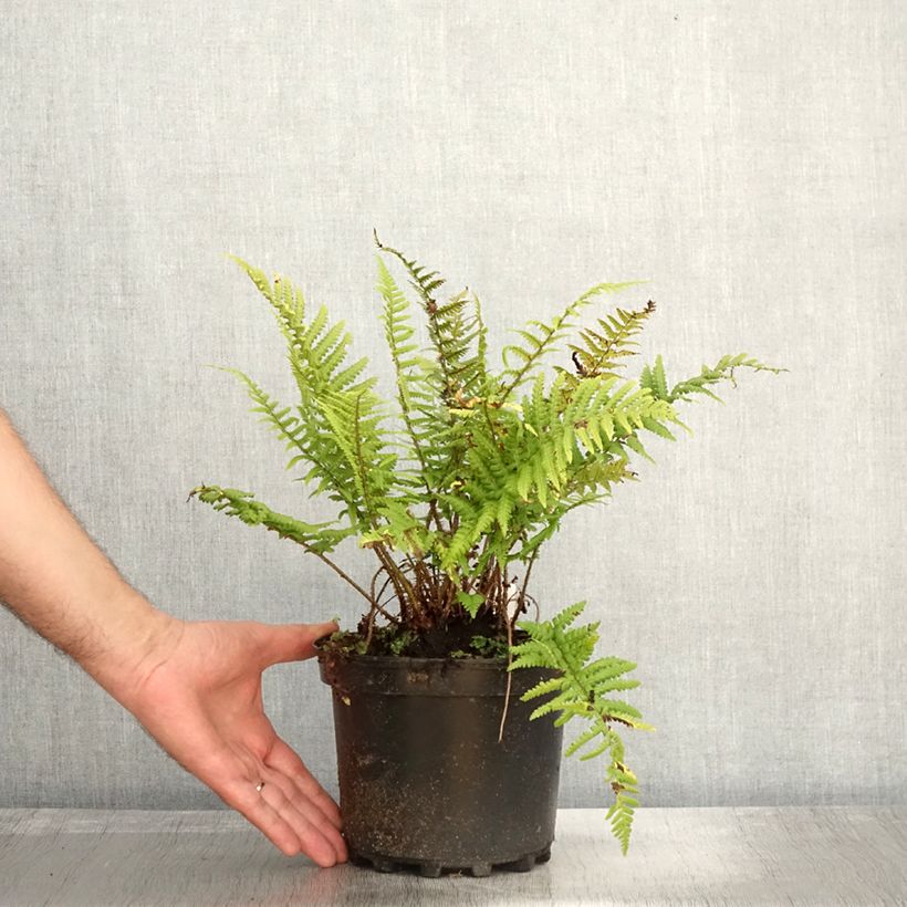 Dryopteris affinis - Scaly Male Fern 2L/3L pot sample as delivered in autumn