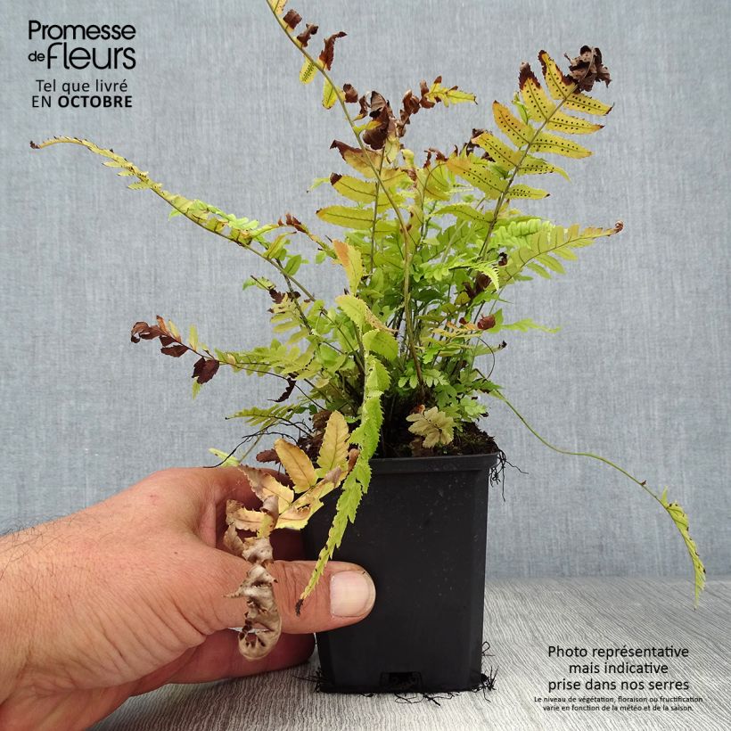Dryopteris cycadina - Black Wood Fern 8/9 cm pot sample as delivered in autumn