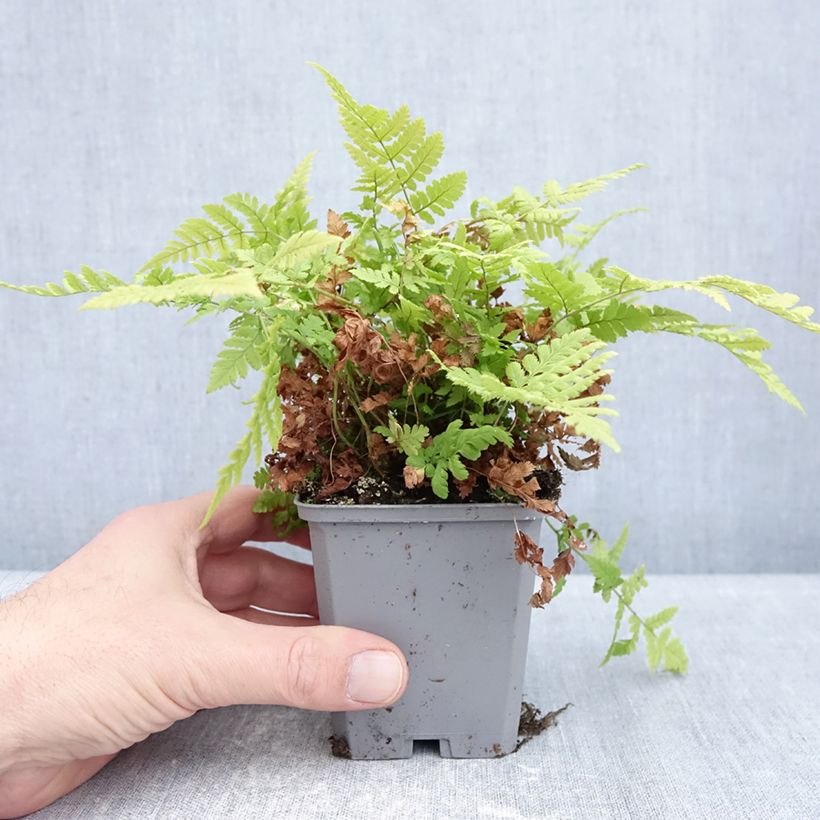 Dryopteris carthusiana - Toothed Wood Fern 8/9 cm pot sample as delivered in winter