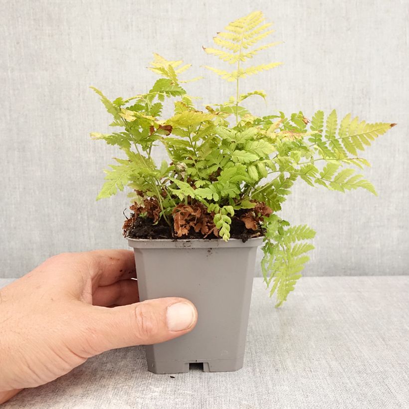 Dryopteris carthusiana - Toothed Wood Fern 8/9 cm pot sample as delivered in spring