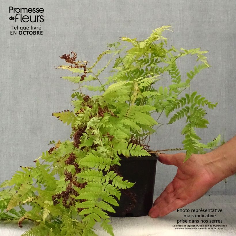 Dryopteris carthusiana - Toothed Wood Fern 2L/3L pot sample as delivered in autumn