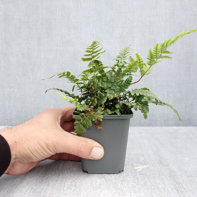 Dryopteris crassirhizoma - Thick-stemmed wood Fern 8/9 cm pot sample as delivered in autumn