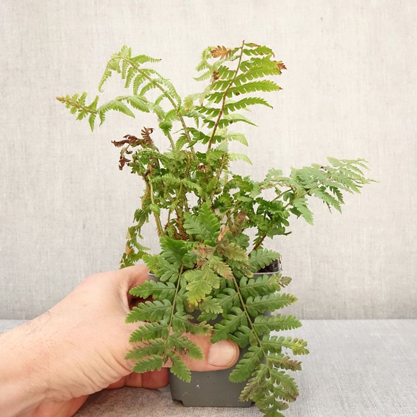 Dryopteris crassirhizoma - Thick-stemmed wood Fern 8/9 cm pot sample as delivered in spring