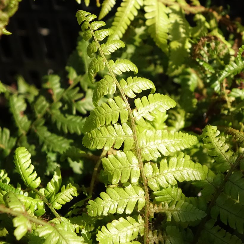 Dryopteris crassirhizoma - Thick-stemmed wood Fern (Foliage)