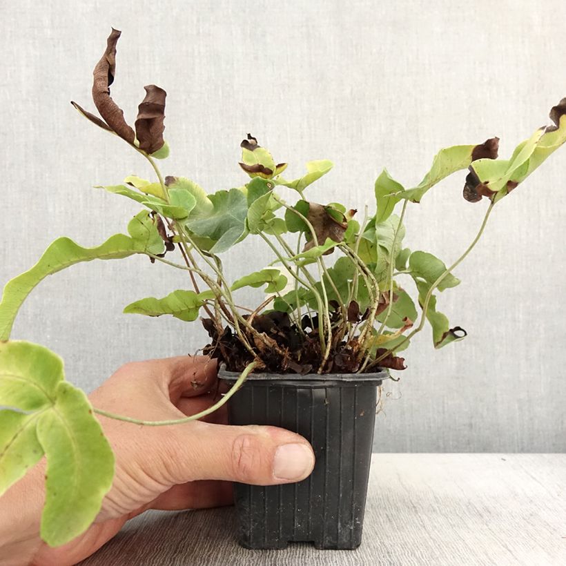 Dryopteris dilatata Crispa Whiteside - Broad Buckler Fern 8/9 cm pot sample as delivered in autumn