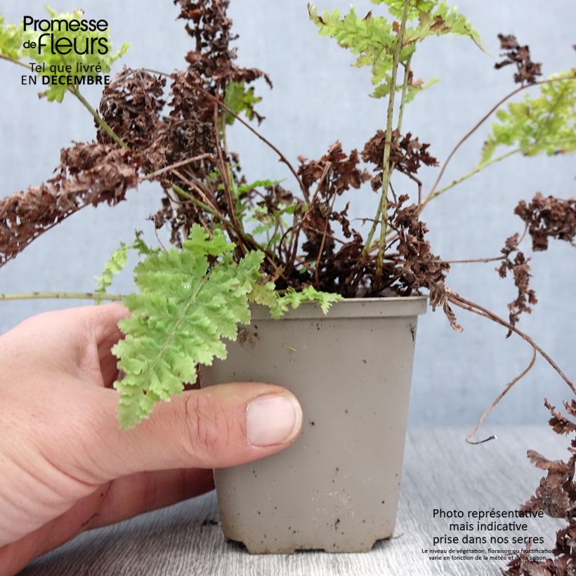 Dryopteris dilatata Crispa Whiteside - Broad Buckler Fern 8/9 cm pot sample as delivered in winter