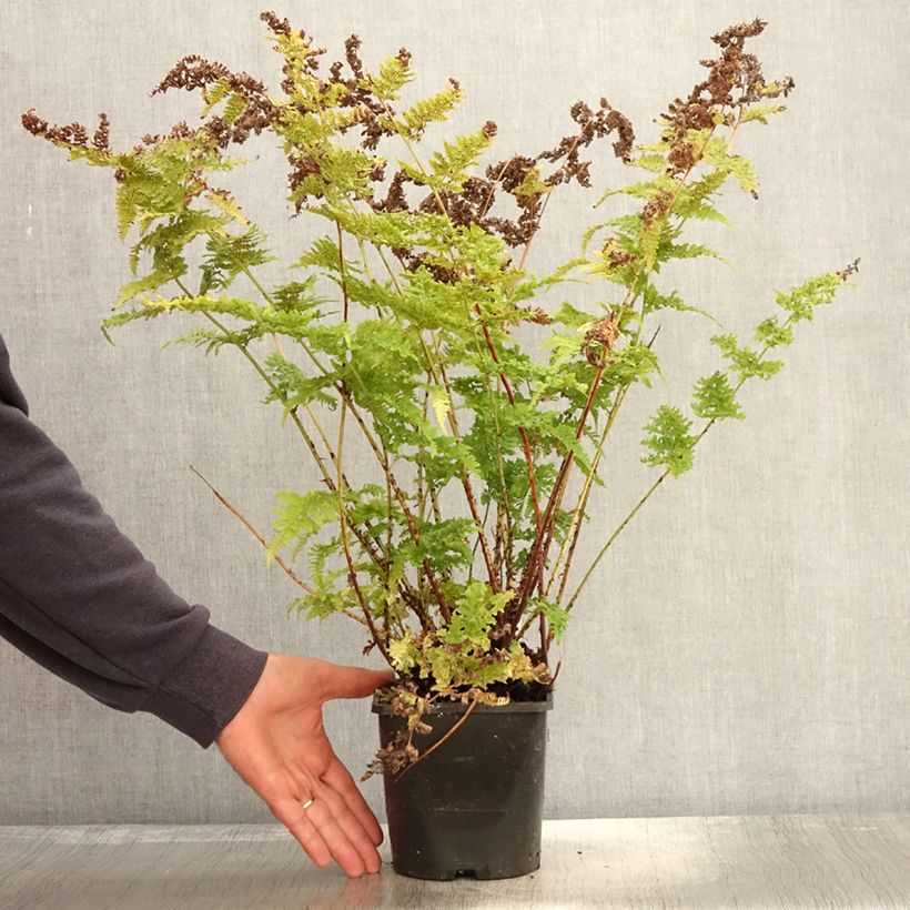 Dryopteris dilatata Crispa Whiteside - Broad Buckler Fern 2L/3L pot sample as delivered in autumn