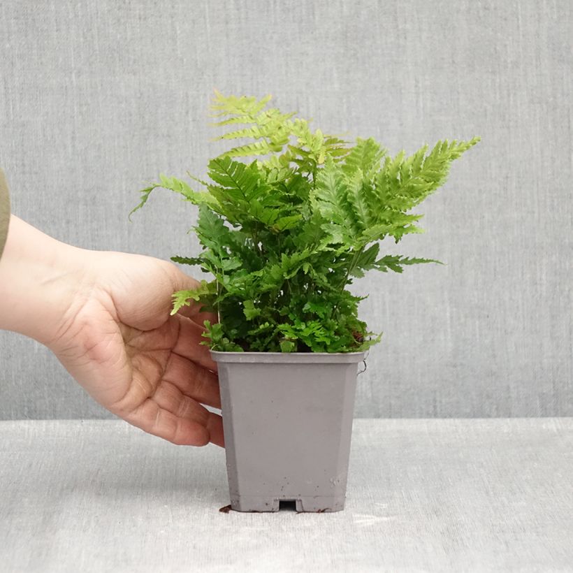 Dryopteris erythrosora - Copper Fern 8/9 cm pot sample as delivered in autumn
