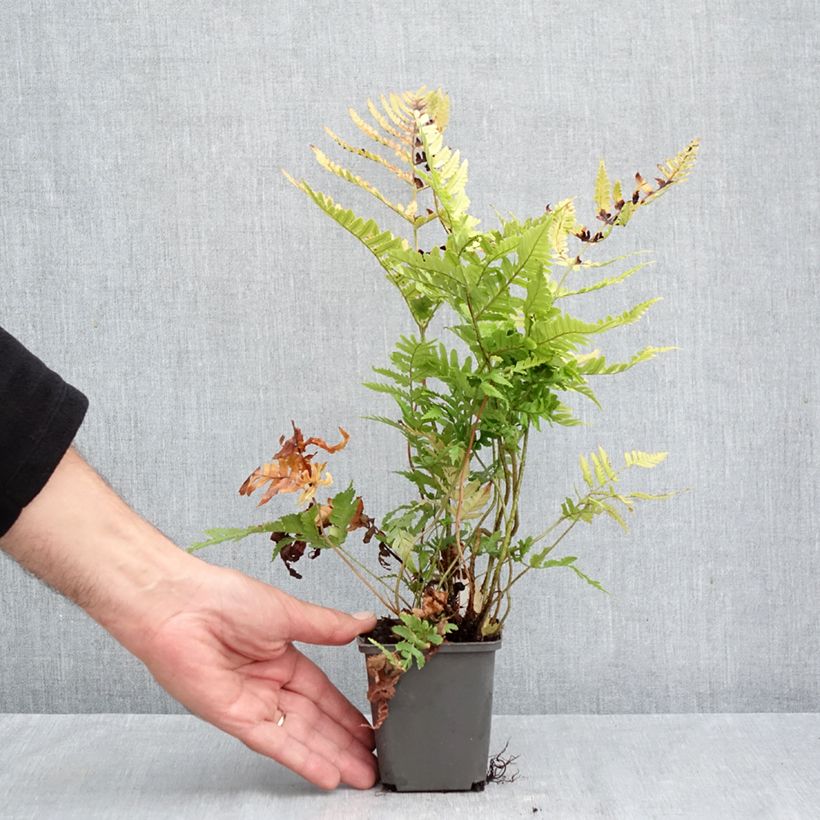 Dryopteris erythrosora Prolifica - Copper Fern 8/9 cm pot sample as delivered in autumn