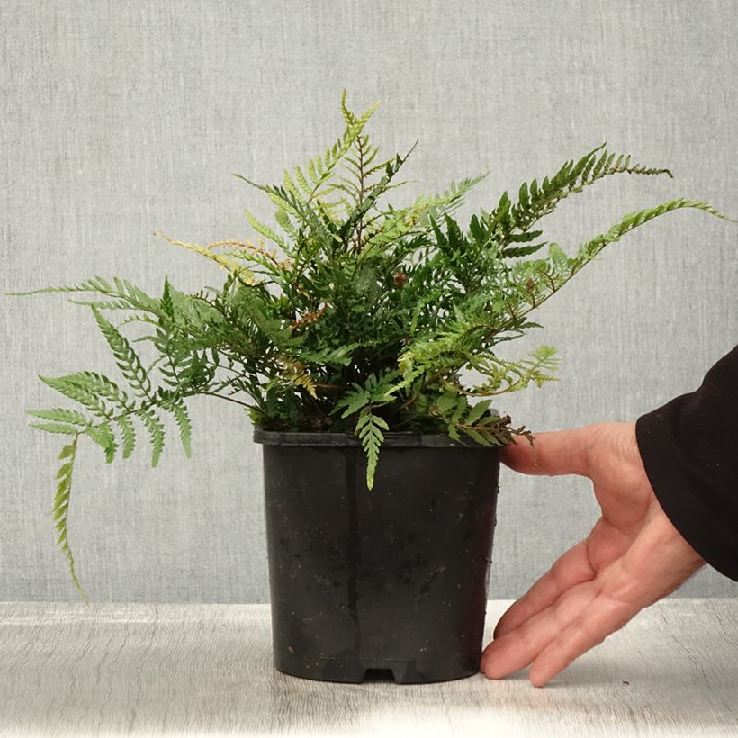 Dryopteris erythrosora Prolifica - Copper Fern 2L/3L pot sample as delivered in autumn
