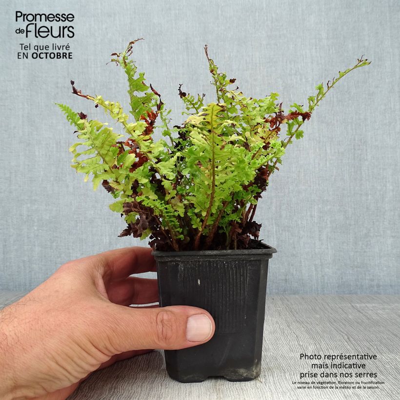 Dryopteris filix-mas Crispa Cristata - Male Fern 8/9 cm pot sample as delivered in autumn