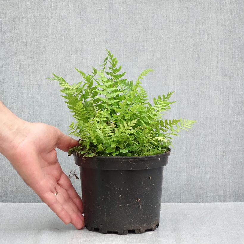 Dryopteris filix-mas - Male Fern 2L/3L pot sample as delivered in autumn