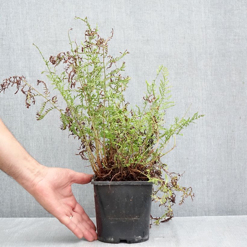 Dryopteris filix-mas Linearis Polydactyla - Male Fern 2L/3L pot sample as delivered in autumn