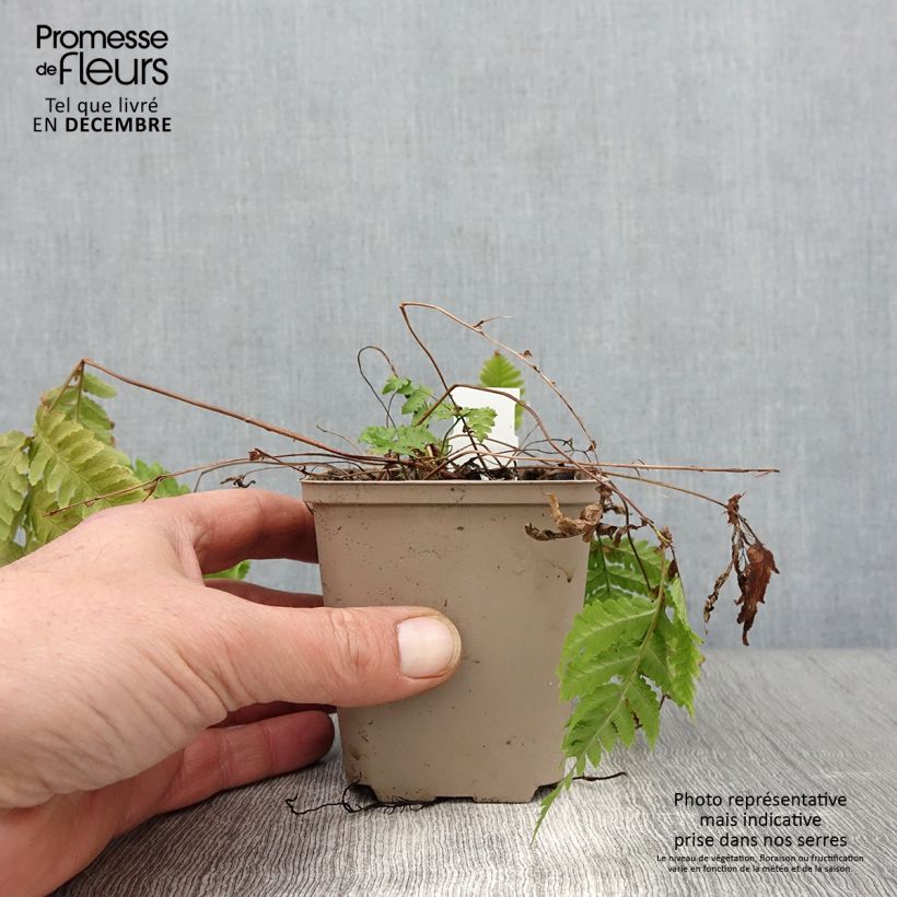 Dryopteris goldieana - Giant wood fern 8/9 cm pot sample as delivered in autumn