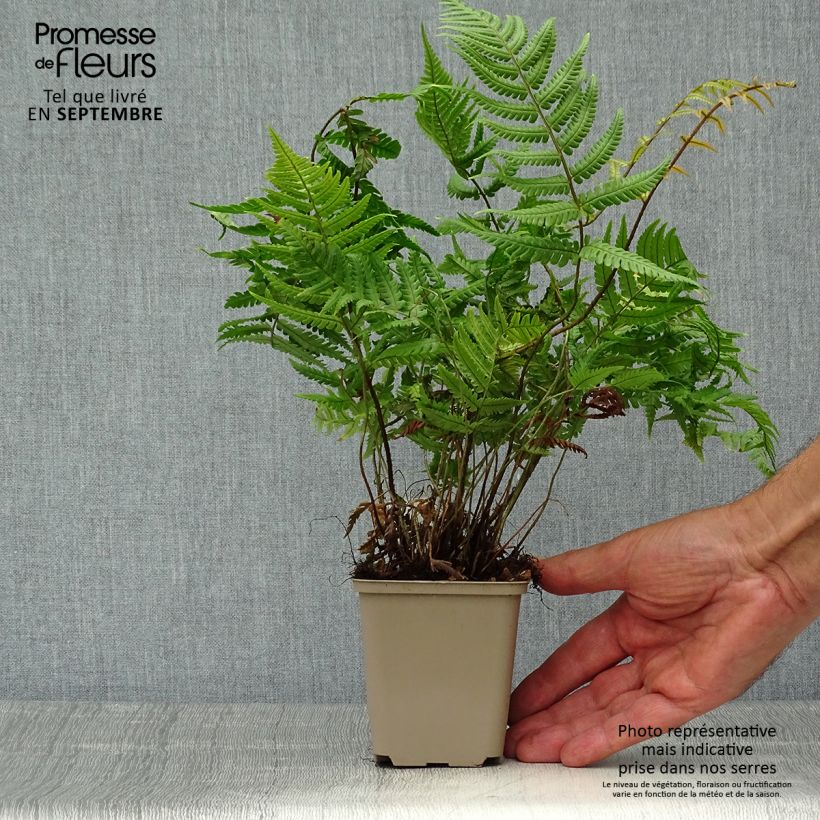 Dryopteris lepidopoda - Sunset Fern 8/9 cm pot sample as delivered in autumn