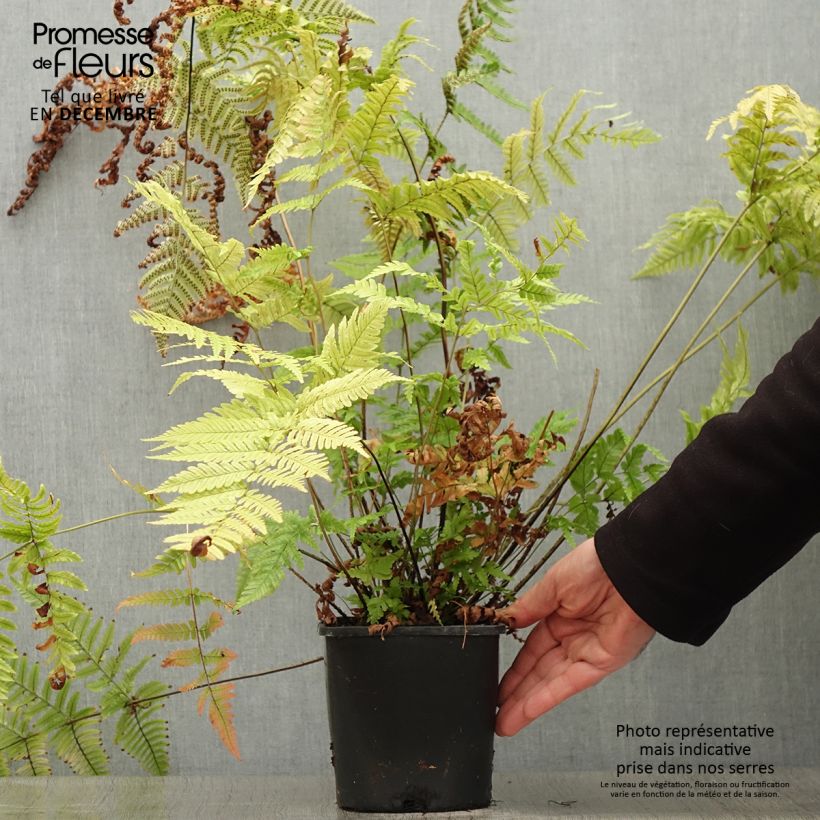 Dryopteris lepidopoda - Sunset Fern 2L/3L pot sample as delivered in winter