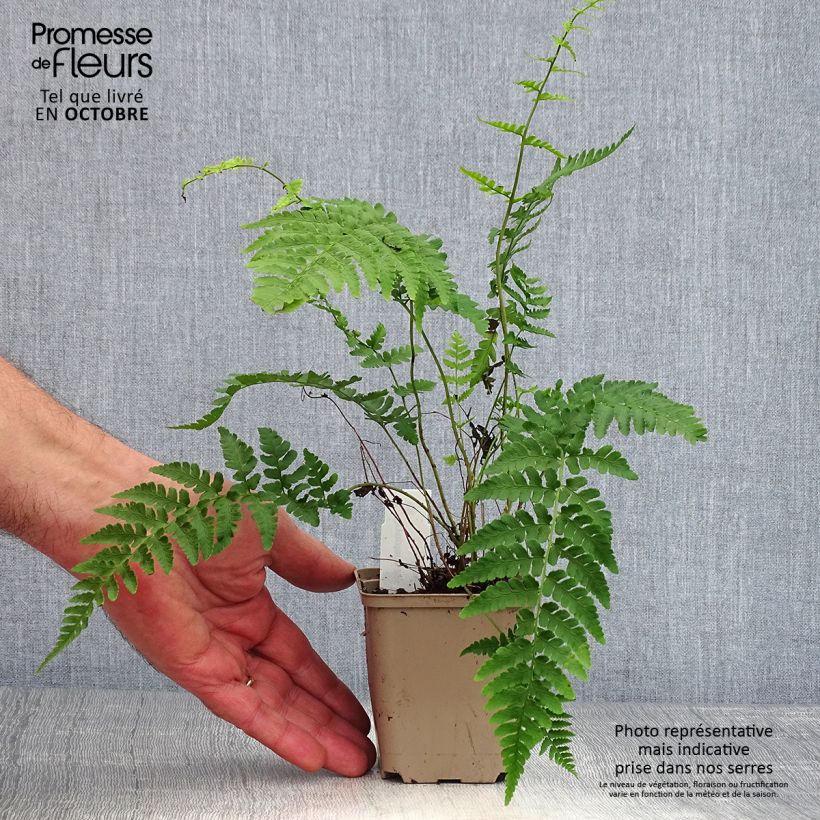 Dryopteris marginalis - Marginal Wood Fern 8/9 cm pot sample as delivered in autumn