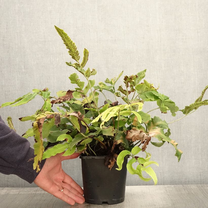 Dryopteris sieboldii - Japanese Fern 2L/3L pot sample as delivered in autumn