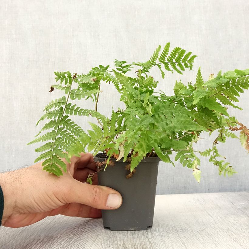 Dryopteris stewartii - Wood Fern 8/9 cm pot sample as delivered in autumn