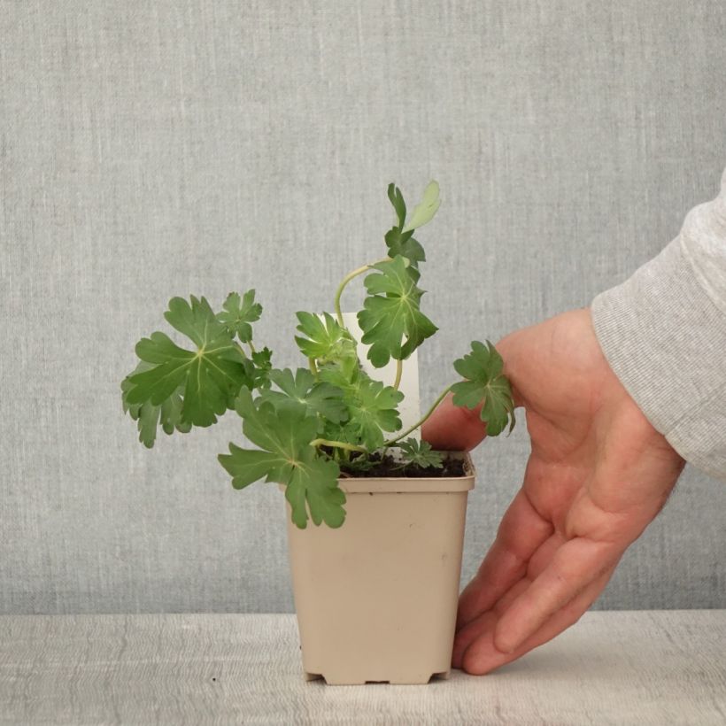 Geranium cantabrigiense St Ola 8/9 cm pot sample as delivered in spring