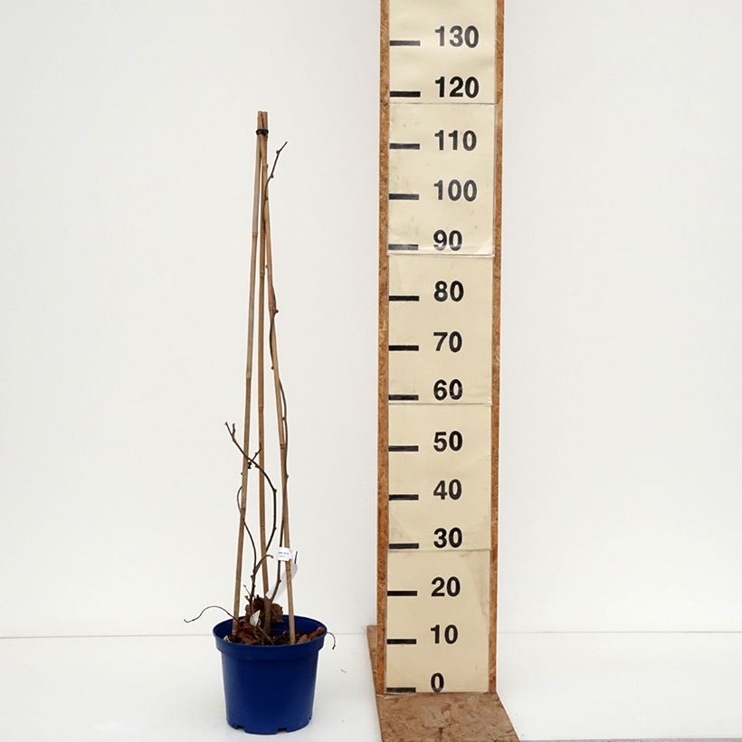 Kiwi Plant kiw'Happy male and female duo - Actinidia deliciosa 4L/5L pot sample as delivered in winter