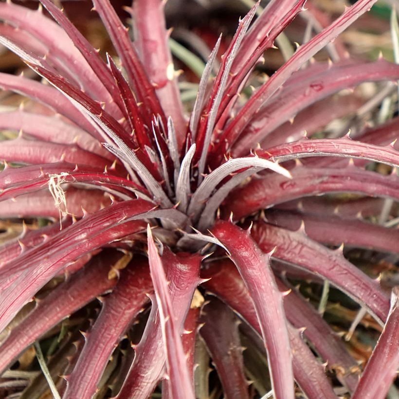 Dyckia Burgundy Ice (Foliage)