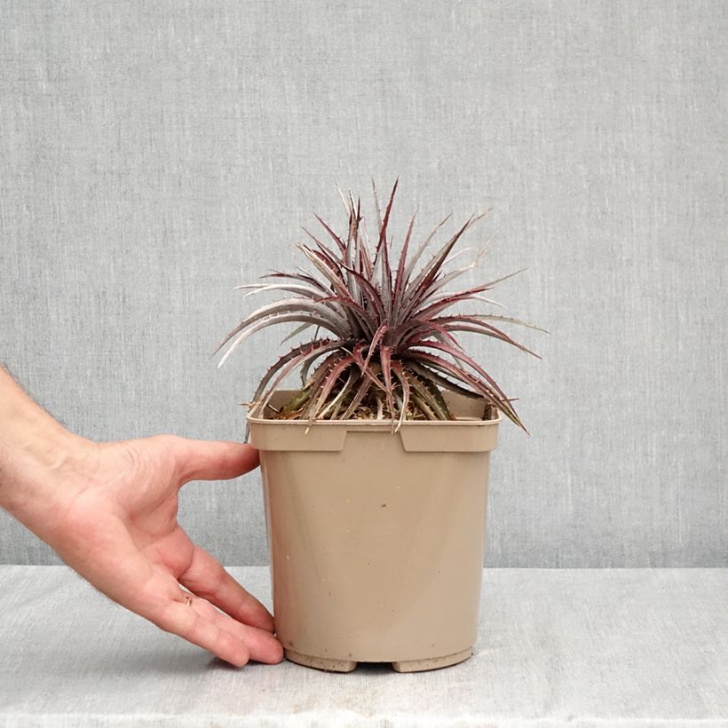 Dyckia Burgundy Ice 3L/4L pot sample as delivered in summer