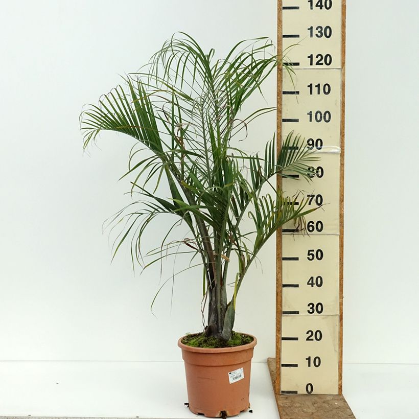 Dypsis decaryi - Triangle palm 7.5L/10L pot sample as delivered in summer