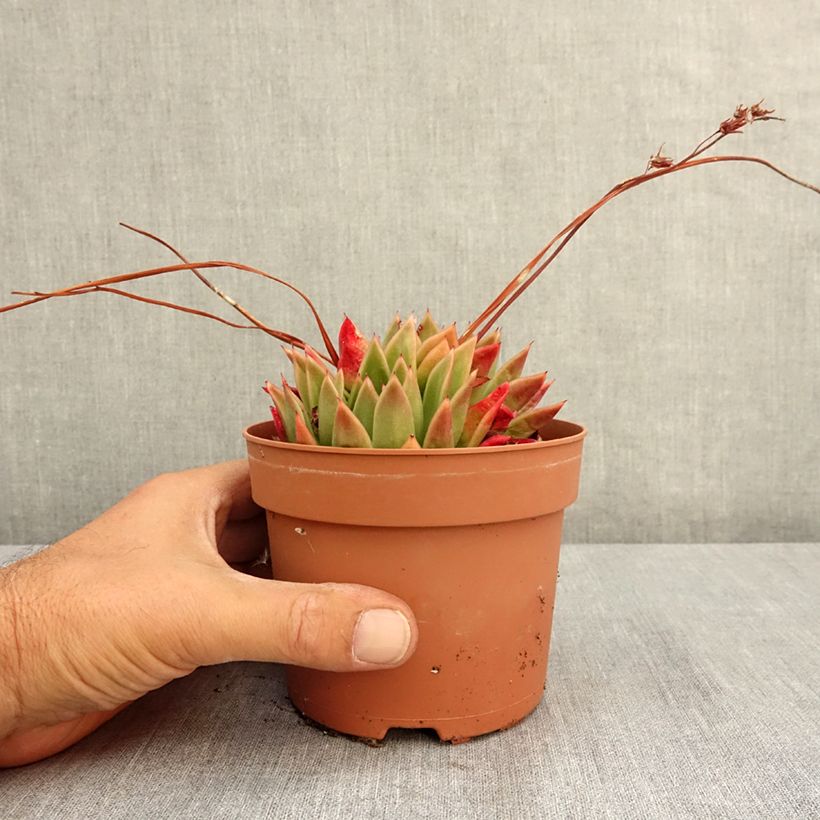 Echeveria agavoides 1L/1.5L pot sample as delivered in summer