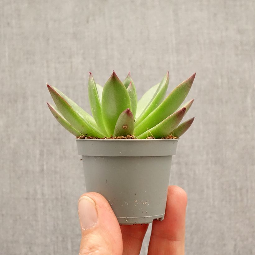 Echeveria agavoides 'Red Tip' - Echéveria à feuilles d'agave, Echévéria petit agave mini plant sample as delivered in spring
