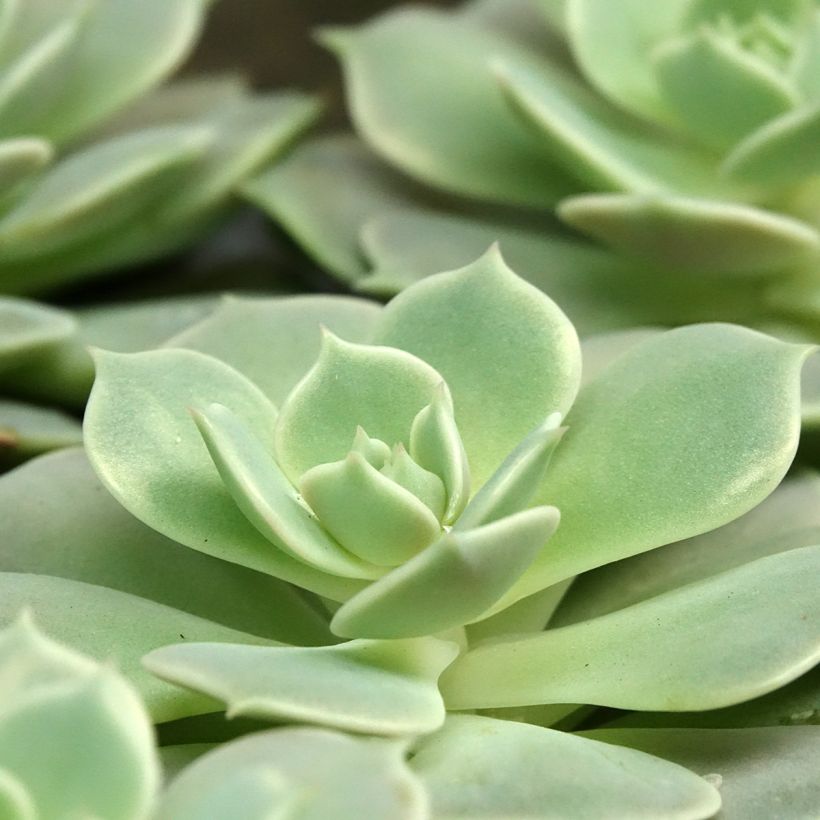Echeveria  'Lola' (Foliage)