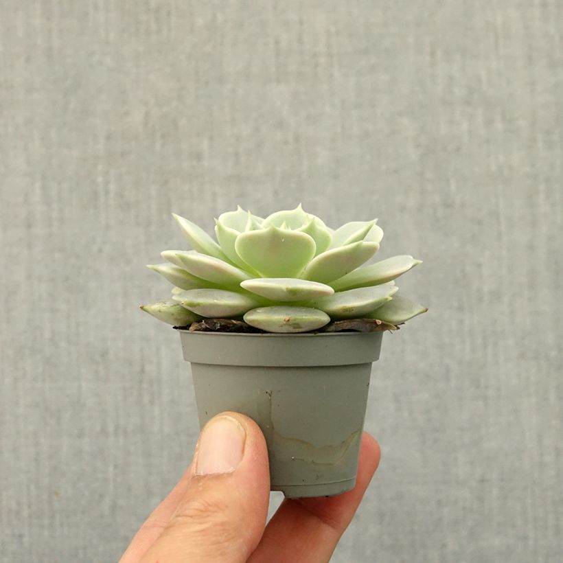 Echeveria  'Lola' mini plant sample as delivered in spring