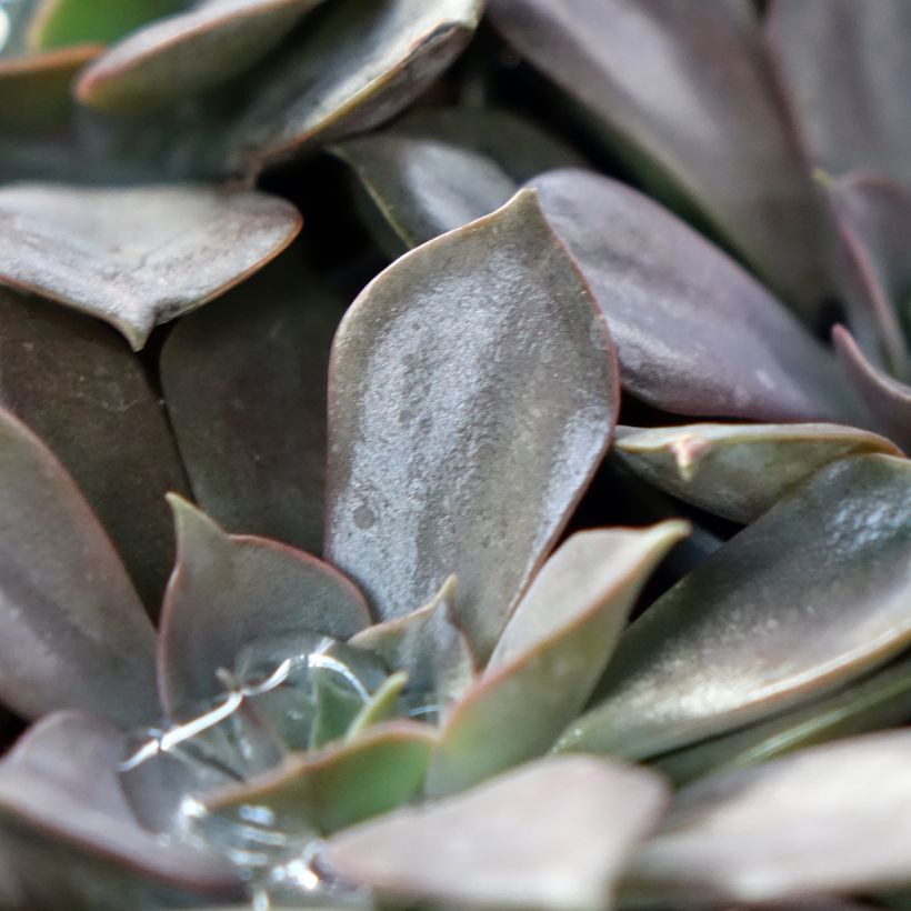 Echeveria  'Nina' (Foliage)