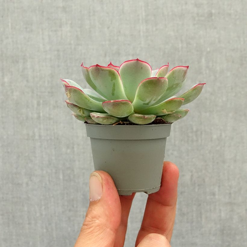 Echeveria pulidonis - Pulido's echeveria mini plant sample as delivered in spring