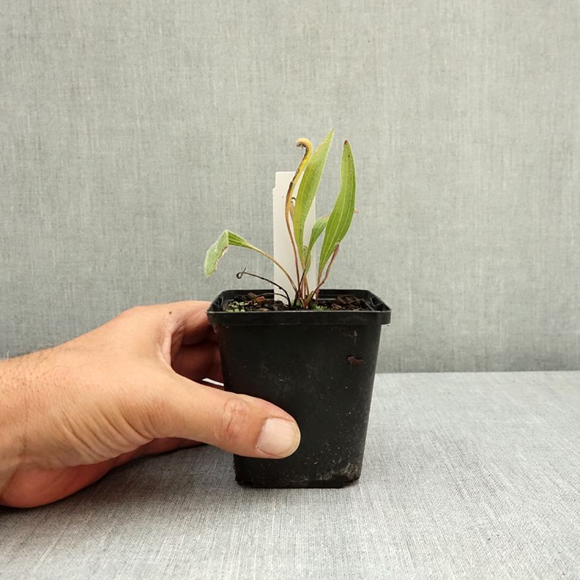 Echinacea angustifolia - Coneflower 8/9 cm pot sample as delivered in summer