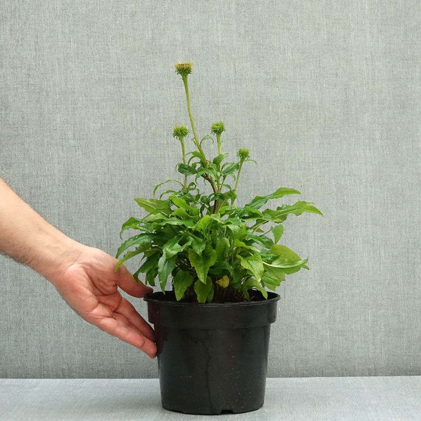 Echinacea purpurea Butterfly Kisses - Purple Coneflower 3L/4L pot sample as delivered in autumn