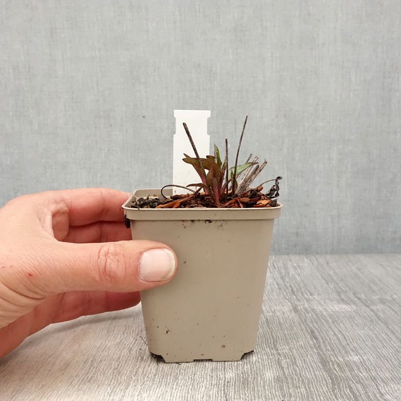 Echinacea purpurea Cheyenne Spirit - Purple Coneflower 8/9 cm pot sample as delivered in spring