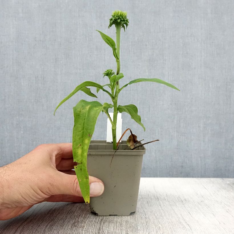 Echinacea purpurea Chiquita - Purple Coneflower 8/9 cm pot sample as delivered in autumn