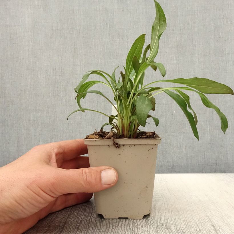Echinacea purpurea Colourburst Orange - Purple Coneflower 8/9 cm pot sample as delivered in spring