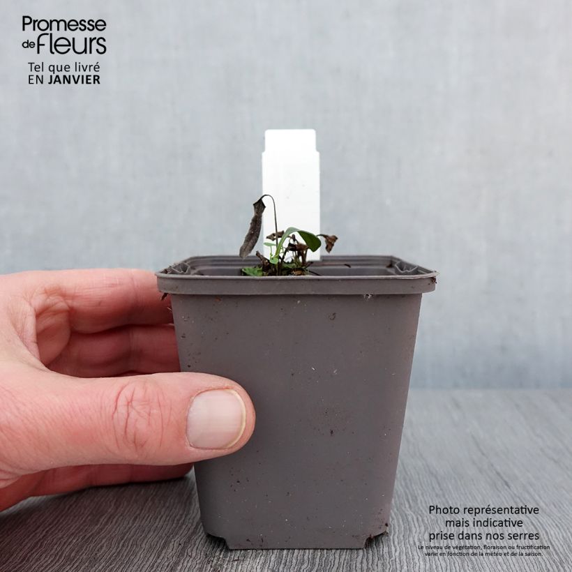 Echinacea purpurea Dark Shadows Wicked - Purple Coneflower 8/9 cm pot sample as delivered in winter