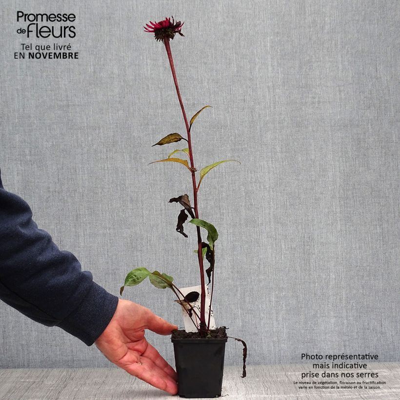 Echinacea purpurea Fatal Attraction - Purple Coneflower 8/9 cm pot sample as delivered in autumn