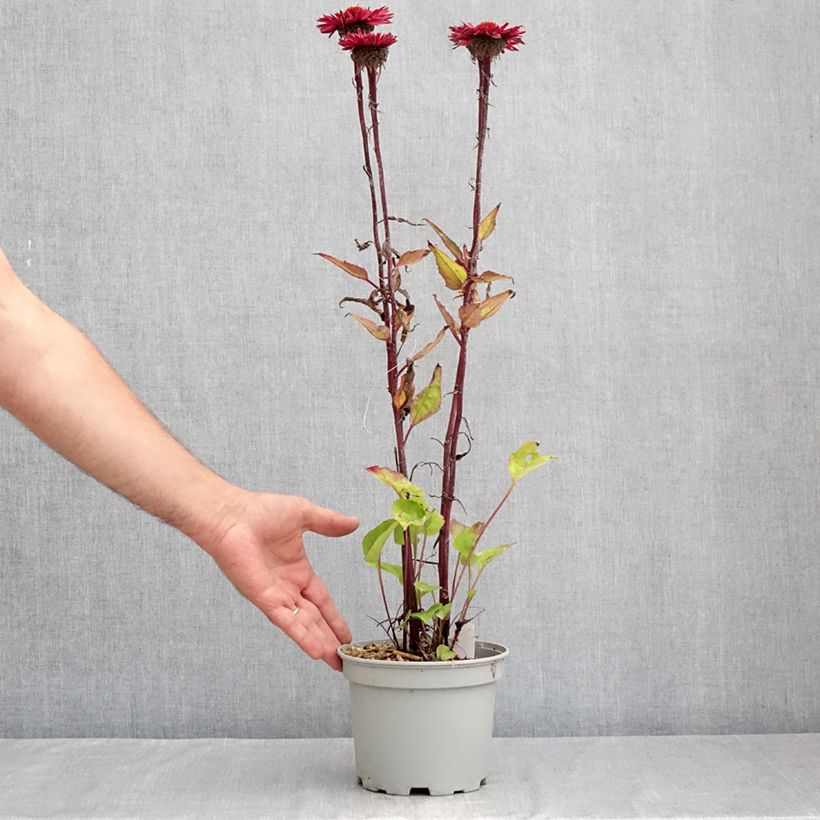 Echinacea purpurea Fatal Attraction - Purple Coneflower 2L/3L pot sample as delivered in summer