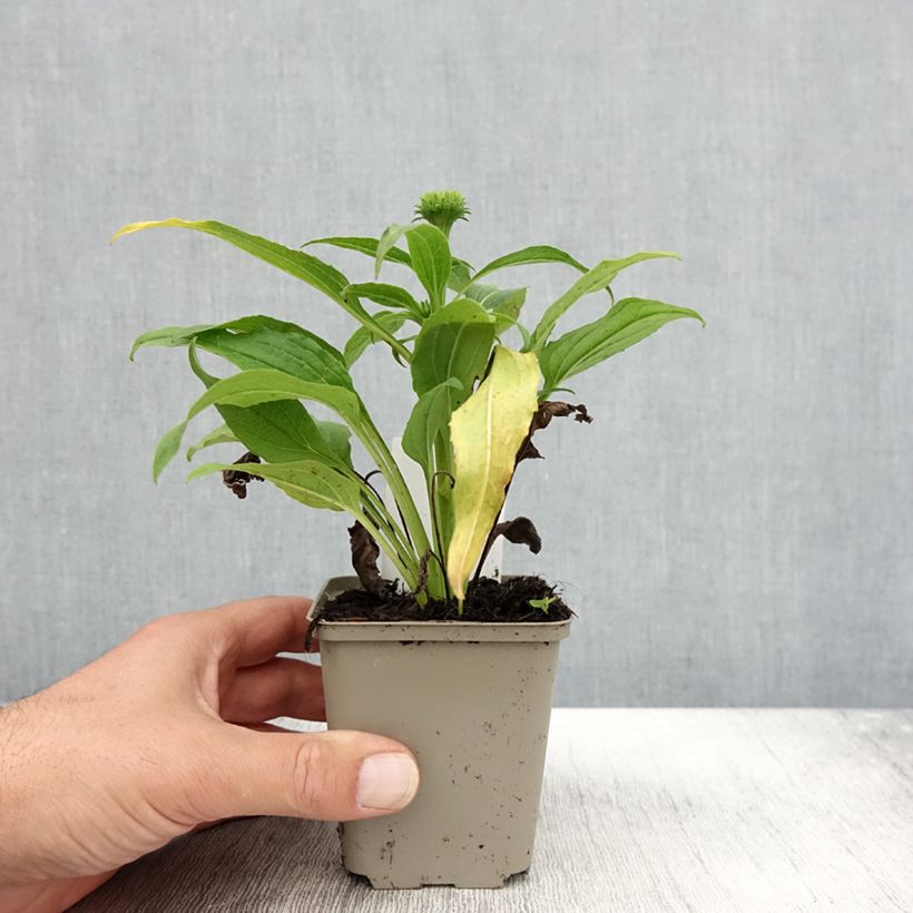Echinacea purpurea Harvest Moon - Purple Coneflower 8/9 cm pot sample as delivered in autumn