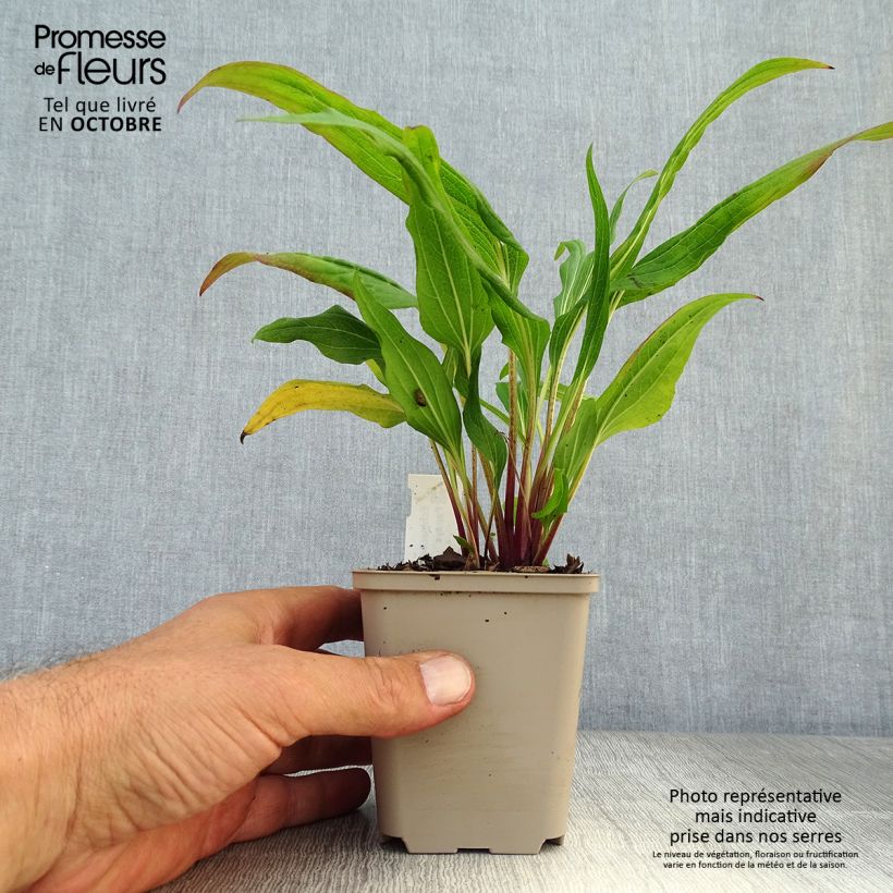 Echinacea purpurea Hot Papaya - Purple Coneflower 8/9 cm pot sample as delivered in autumn