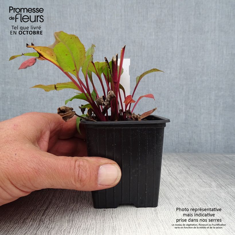 Echinacea purpurea Hot Summer - Purple Coneflower 8/9 cm pot sample as delivered in autumn