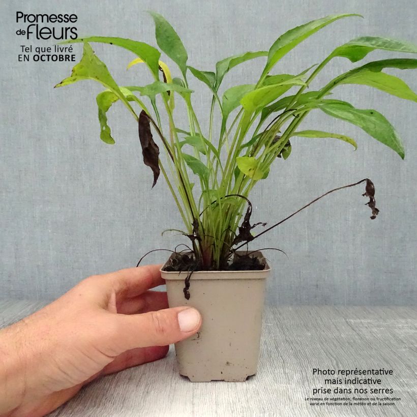 Echinacea Julia - Purple Coneflower 8/9 cm pot sample as delivered in autumn