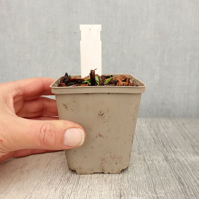 Echinacea purpurea Kismet White - Purple coneflower 8/9 cm pot sample as delivered in spring