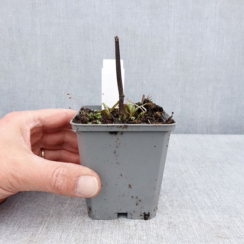 Echinacea purpurea Lakota Red - Purple Coneflower 8/9 cm pot sample as delivered in spring